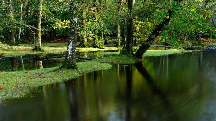 Flooded deciduous woodland at Ober Water. New Forest National Park.