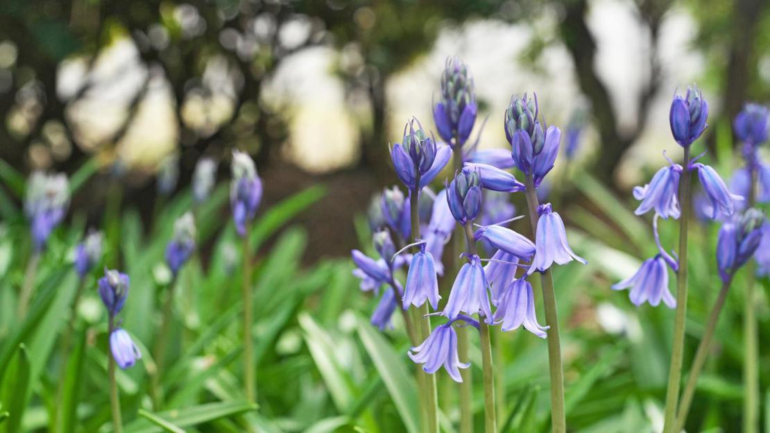 Spanish bluebells