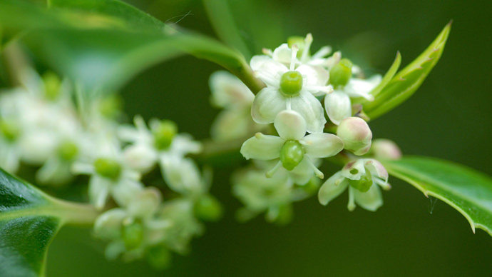 Holly flowers close-up