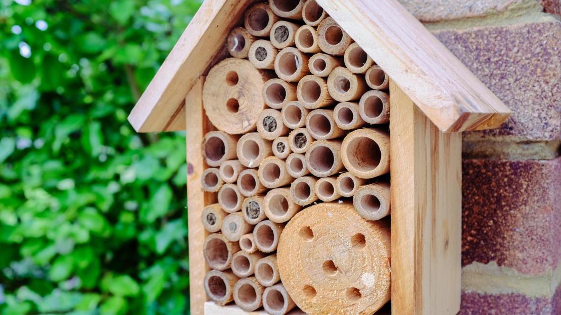 bee hotel