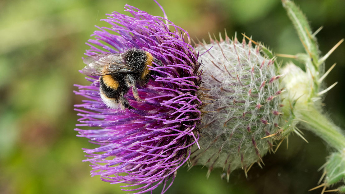 Bombus lucorum, the white-tailed bumblebee, nectaring on a purple thistle.