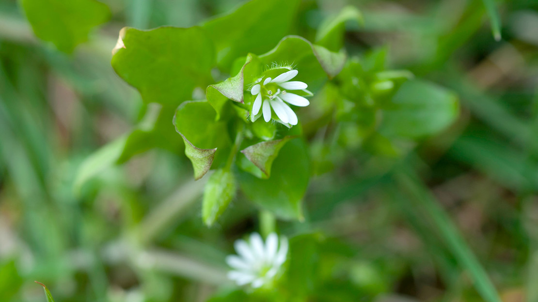 Chickweed