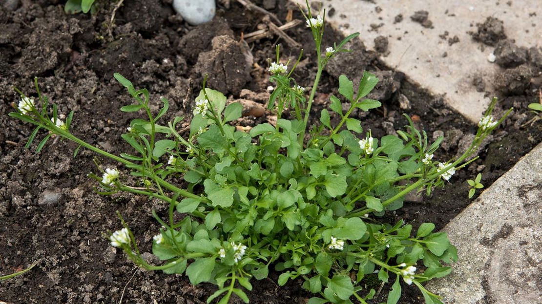Hairy bittercress