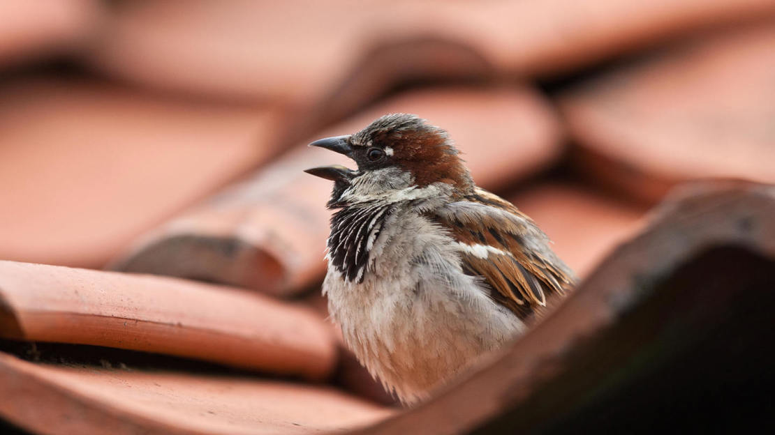 Male house sparrow singing on tiled roof