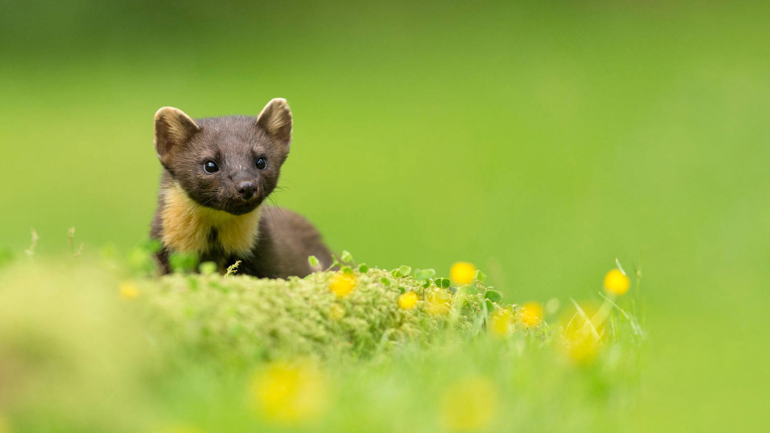 Pine marten