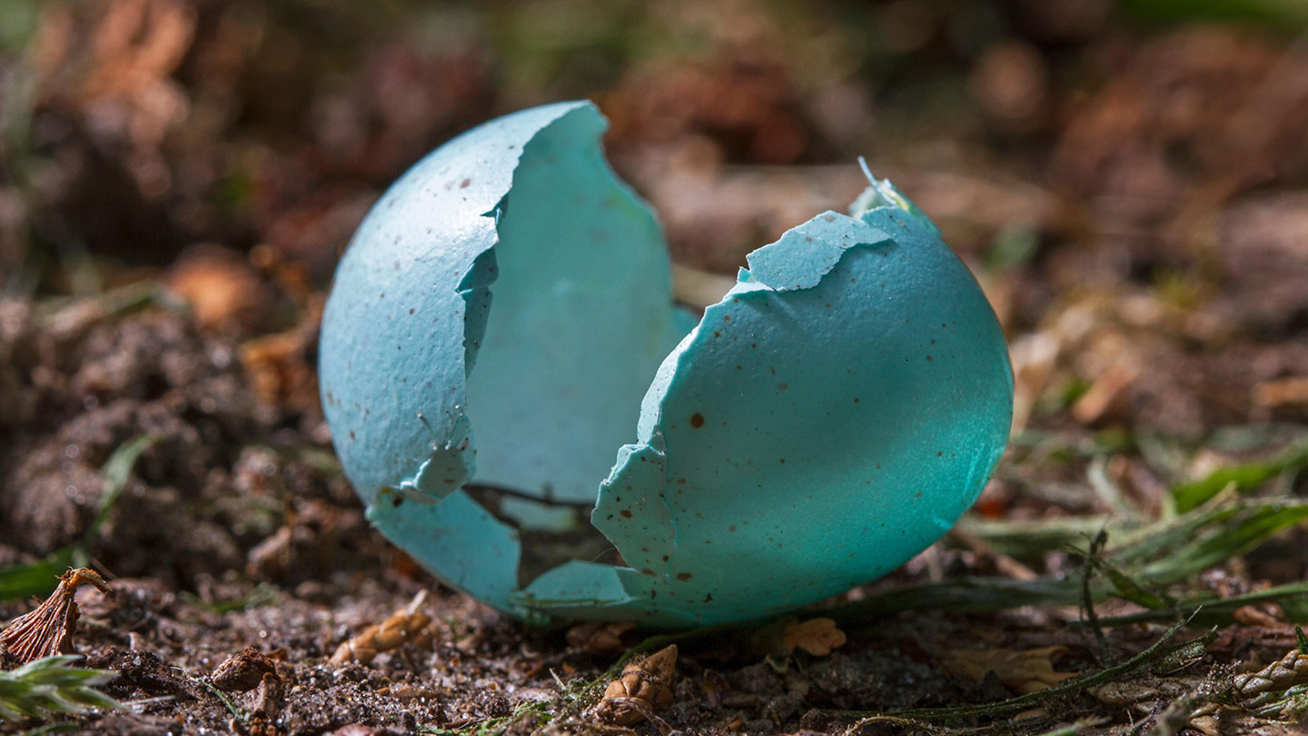 How To Identify Bird Egg Shells Woodland Trust