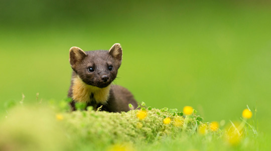 Pine Marten (Martes martes) on ground amongst buttercups