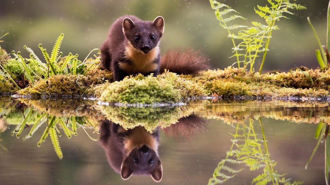 Pine marten reflected in pool of water