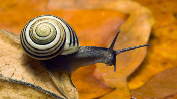 White-lipped banded snail on autumn leaves