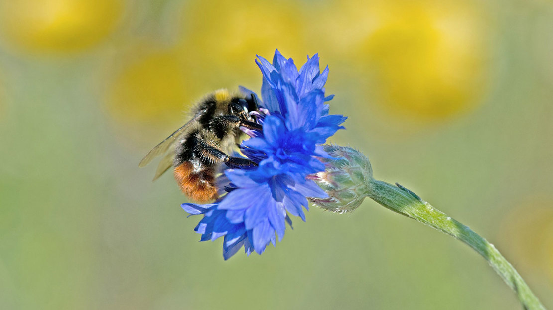 Red Tailed Bumblebee Feeding On Cornflower