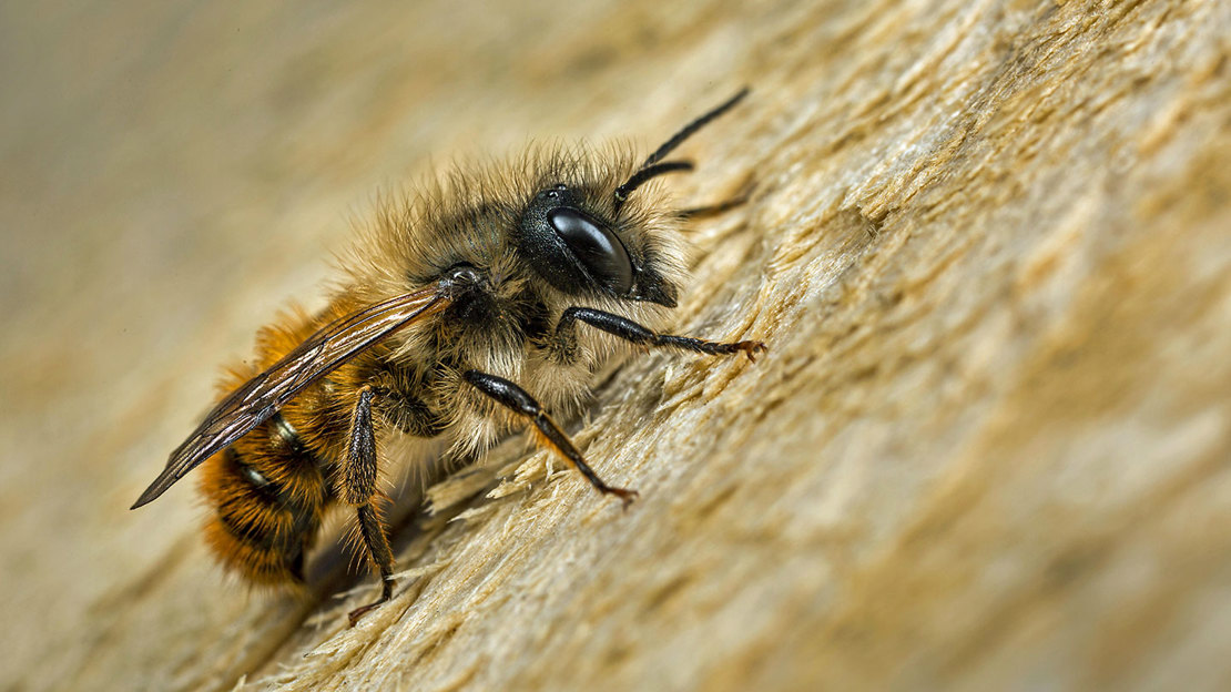 Red mason bee