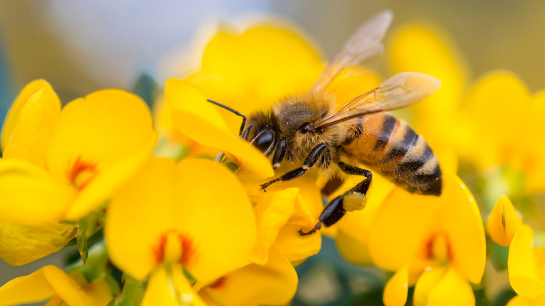 Honeybee pollinating a flower.