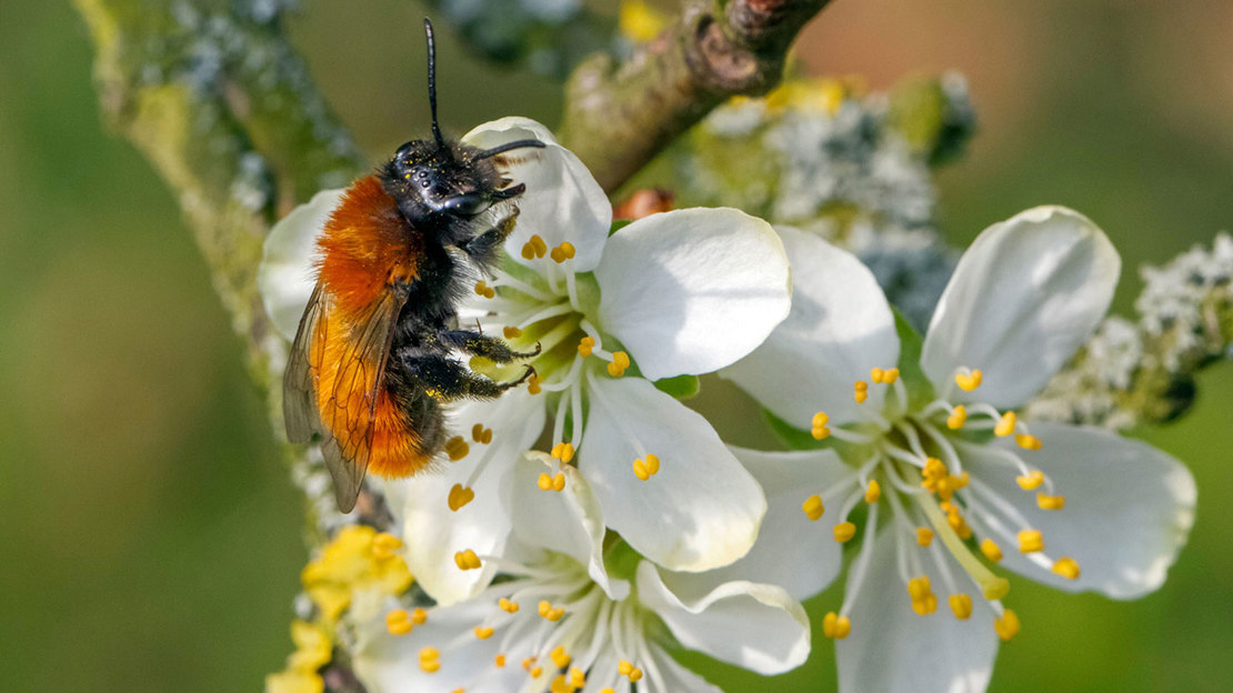 Tawny Mining Bee collecting nectar