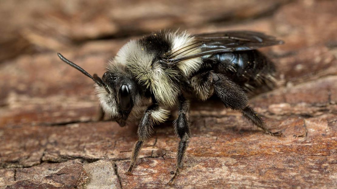 Ashy Mining Bee Female