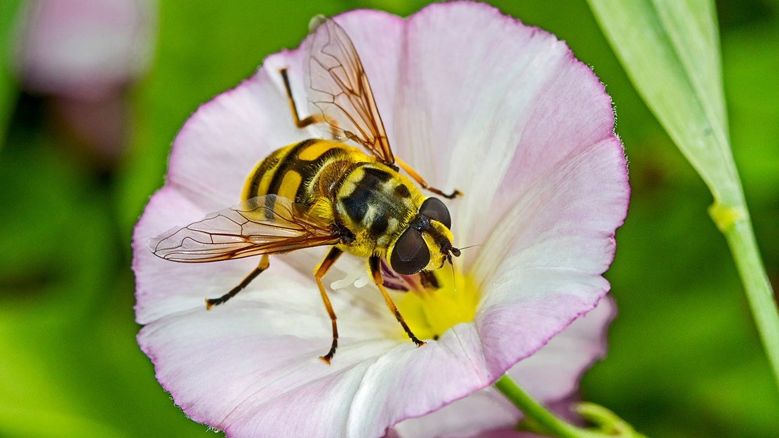 Hoverfly