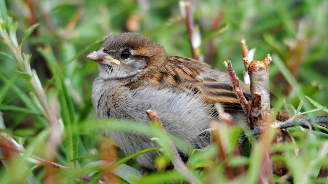 Juvenile house sparrow in hedge