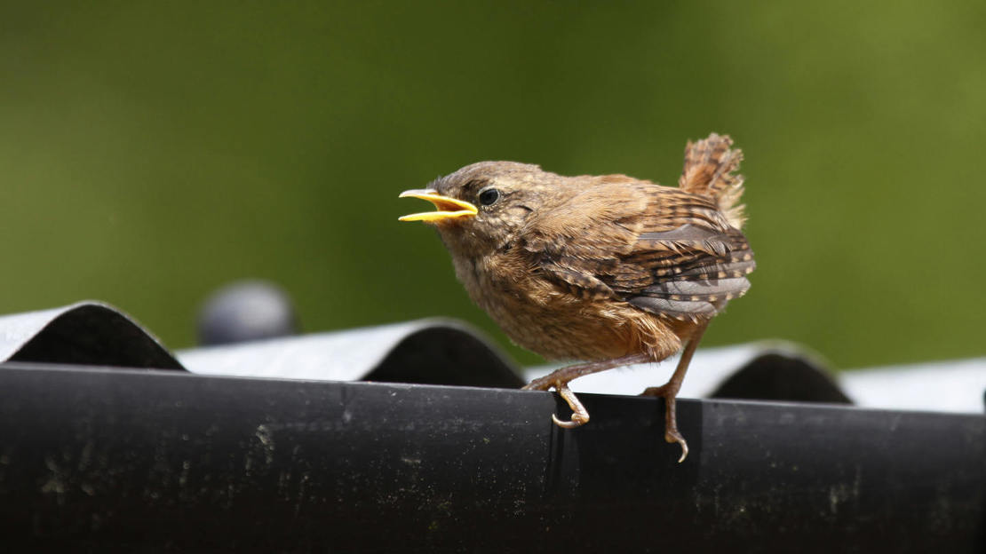 Juvenile wren perched on guttering
