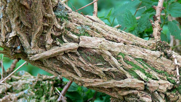 Twisted old bark on Elder tree