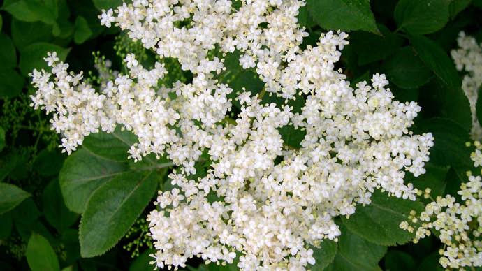 Elderflowers