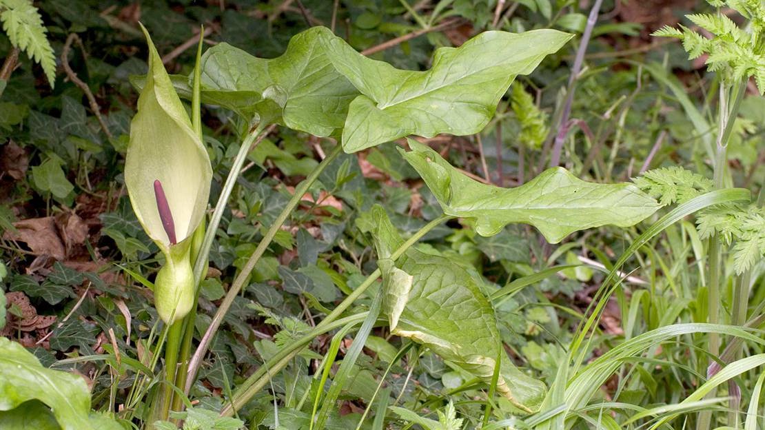 Lords and ladies (Arum maculatum)