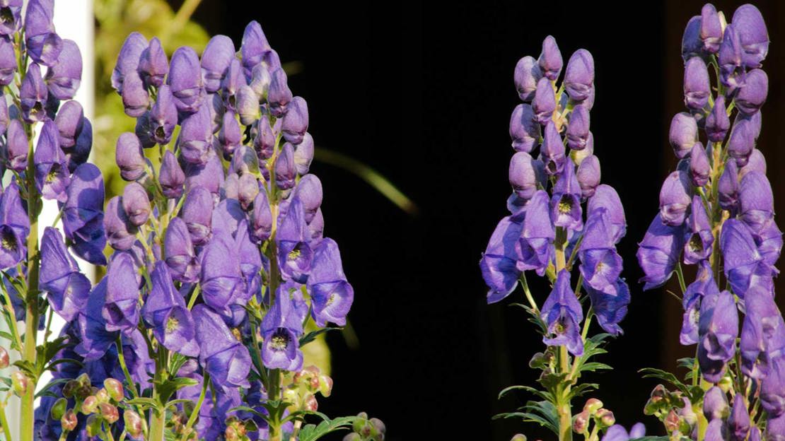 Tall flowering spikes of Monkshood (Aconitum Napellus) in a garden setting