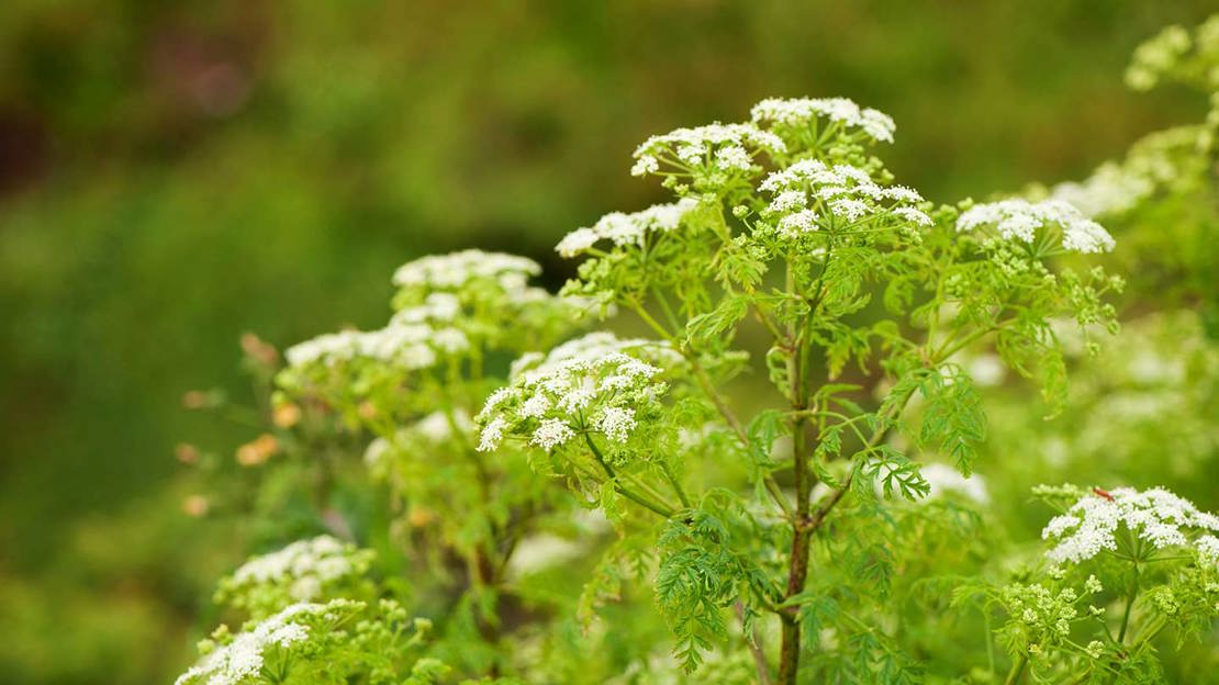 Poison Hemlock, conium maculatum.