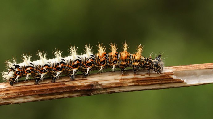 Comma butterfly caterpillar (Polygonia c-album)