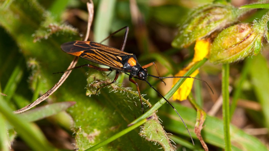 Fine streaked bugkin in the undergrowth