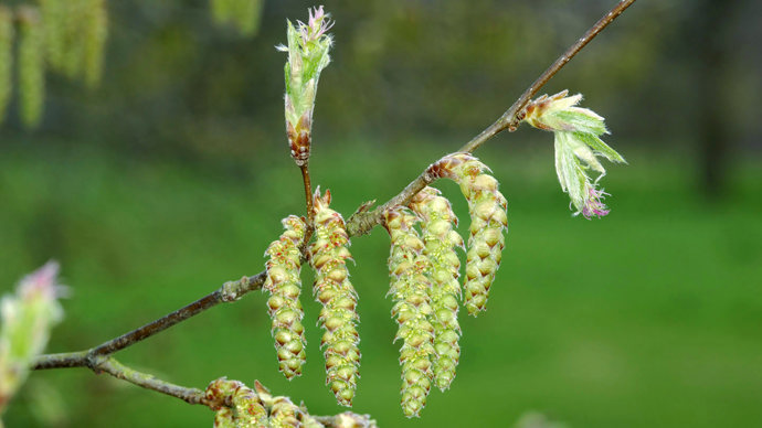 Hornbeam catkins