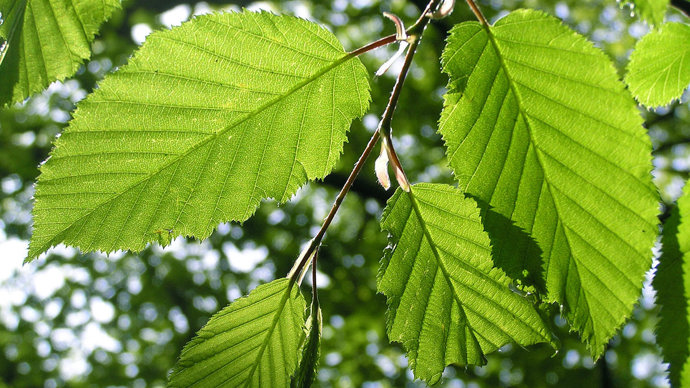 Hornbeam leaves