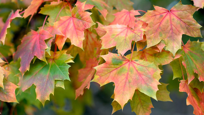Autumnal Norway maple leaves