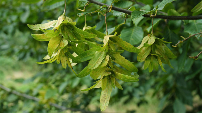 Hornbeam seed pods