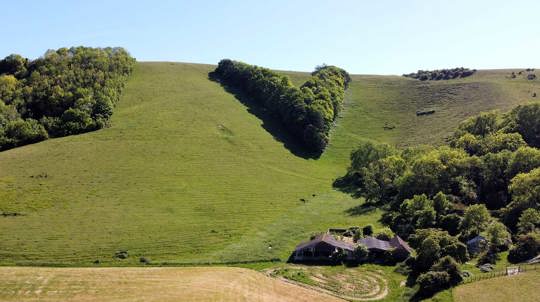 Trees Planted In 1887 For Queen Victoria's Jubilee