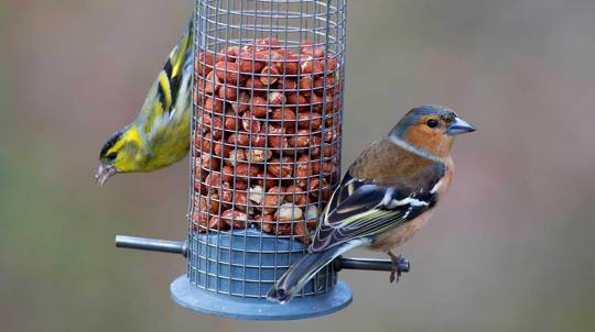 Siskin and chaffinch eating peanuts at garden bird feeder