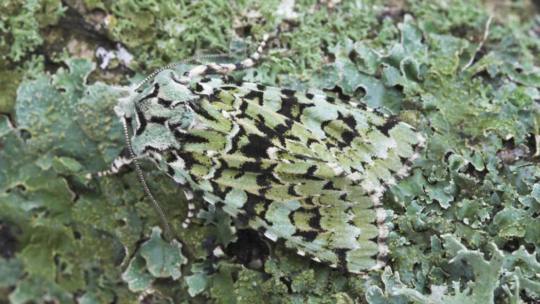Scarce merveille du jour moth camouflaged against a branch