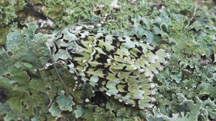 Scarce merveille du jour moth camouflaged against a branch