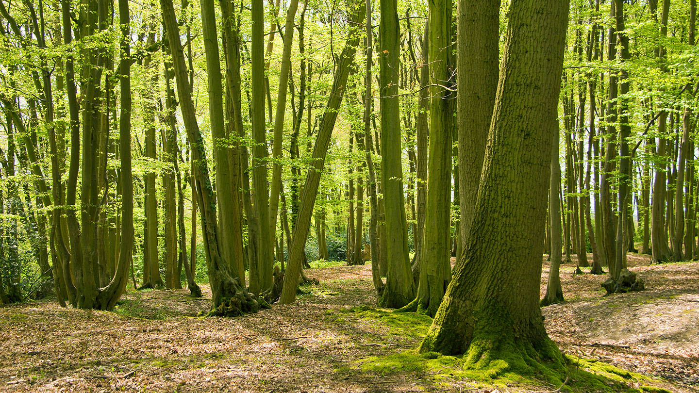 Hornbeam (Carpinus betulus) - British Trees - Woodland Trust