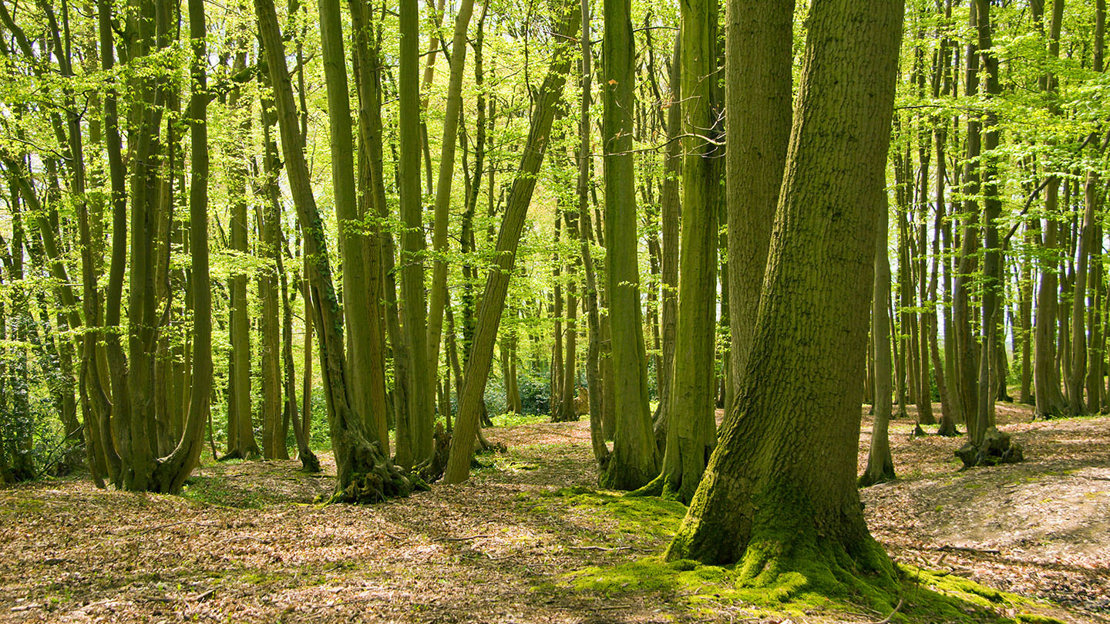 Hornbeam woods in spring