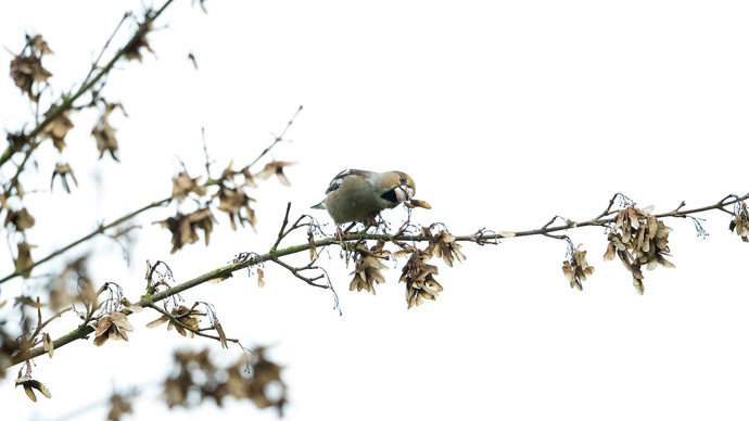 Hawfinch feeding on hornbeam seeds