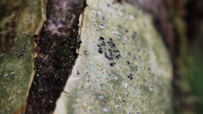 Close up of dark purple lichen growing in the split of a branch