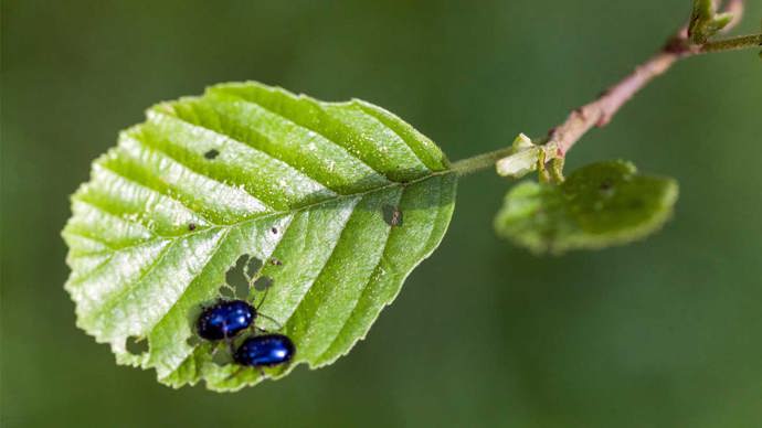 Alder leaf beetle