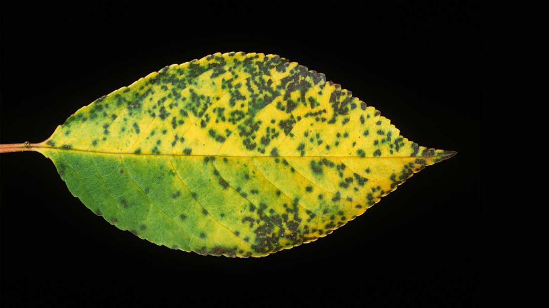 Cherry leaf spot