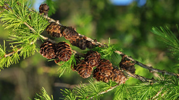 European larch cones 