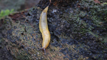 Lemon slug on woodland floor Lemon slug on woodland floor