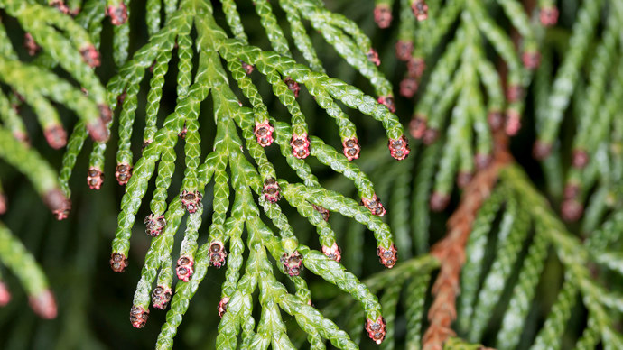 Western red cedar cones. Female flowering cones are small, reddish-purple.
