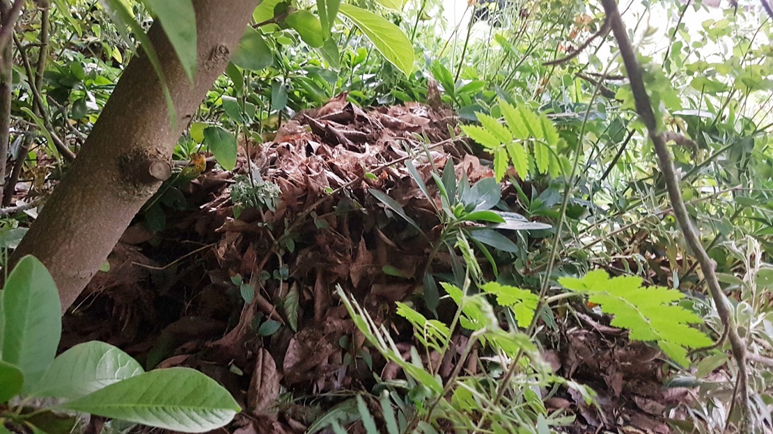 Hedgehog hibernaculum made from dead leaves
