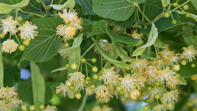 Common lime flowers
