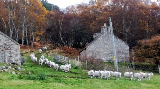 Sheep At Badbae