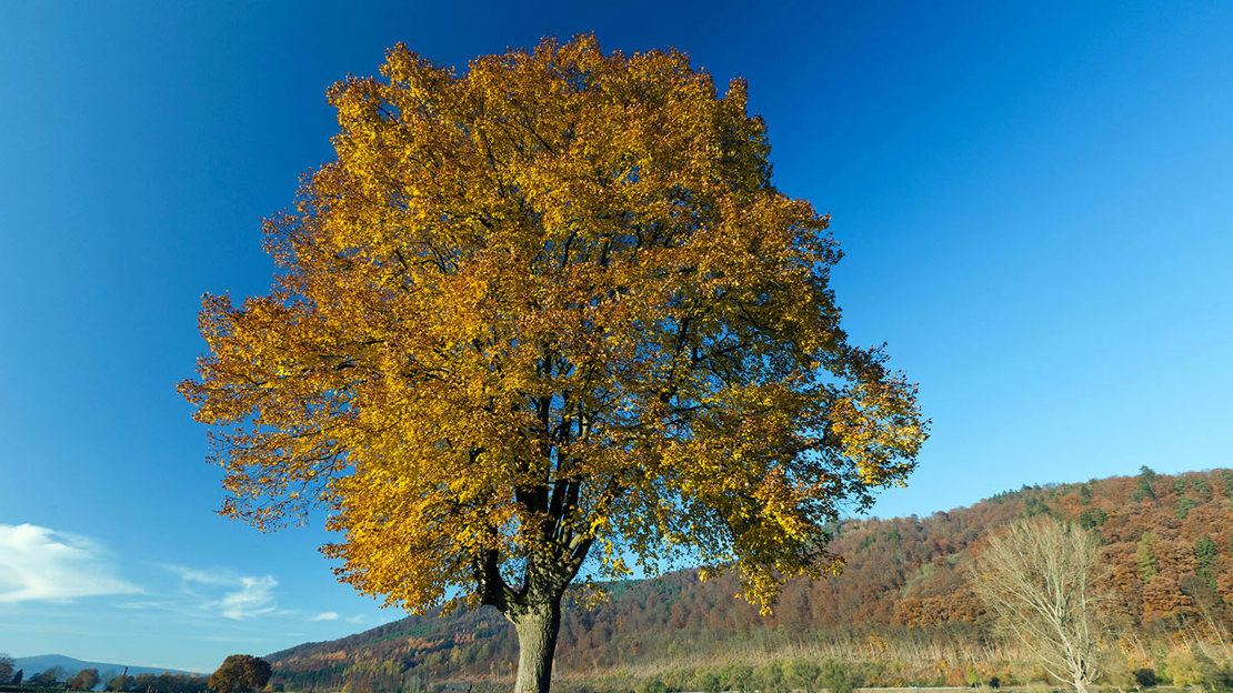 Common lime tree in autumn