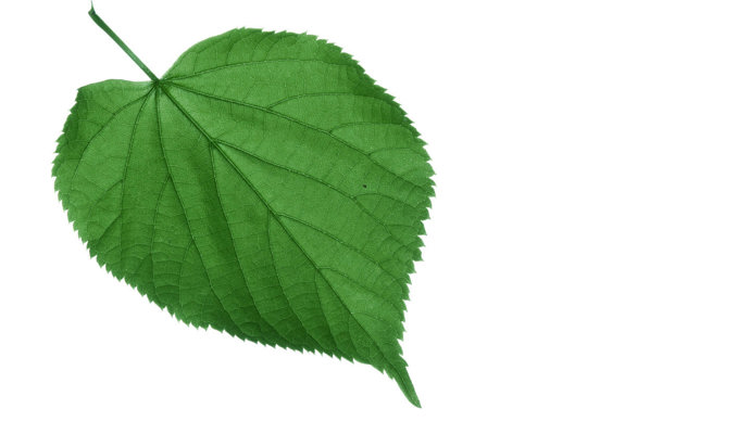 Common lime single leaf on white background